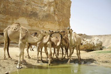 Develer içme sede boker desert, Israel