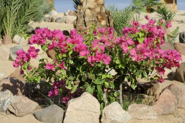 bougainvillaea çiçek yatak Kızıldeniz Mısır