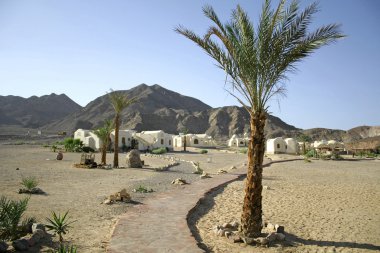 palmiye ağaçlarının beach resort, Kızıldeniz Sina ', egypt