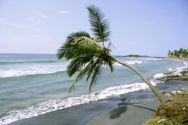 Isolated palm tree along coastline, kerala, india clipart