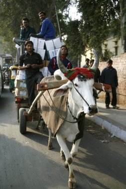 Bullock sepeti street, delhi, Hindistan