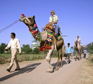 turistleri alarak bir deveye binmek, pushkar, Hindistan