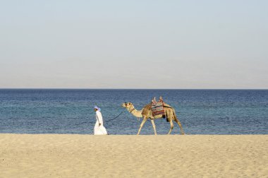 Camel in the red sea region, sinai, egypt clipart