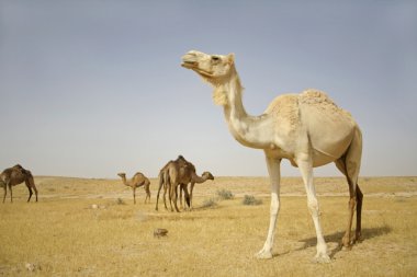 Camel in sede boker desert, israel clipart