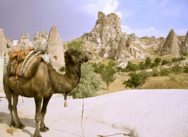 Camel in turkey clipart