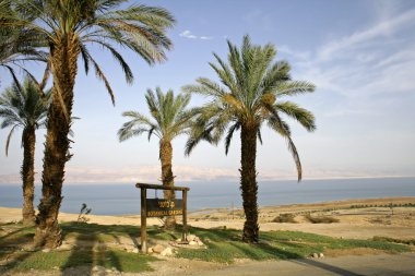 Date trees in front of the botanical gardens of ein gedi kibbutz clipart