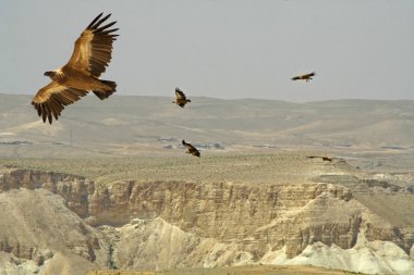 Vulture soaring, sede boker desert, israel clipart