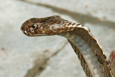 Closeup of king cobra, rishikesh, india clipart