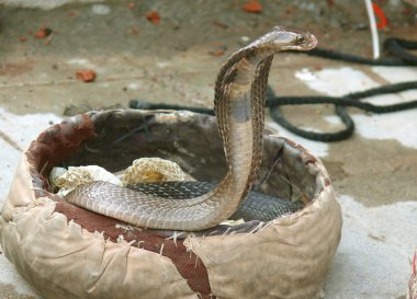 King cobra coming out, rishikesh, india clipart