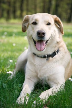 Labrador döşeme