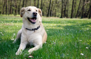 Labrador döşeme