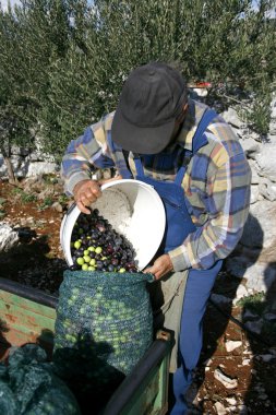 Olive picker clipart