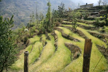 Rice paddy fields in the himalayan hills, nepal clipart