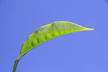 Çay yaprağı, plantation munnar, kerala, Hindistan