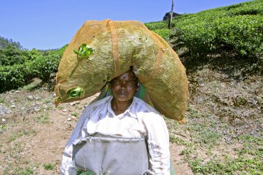 Female tea plantation worker carrying tea bag on her head clipart