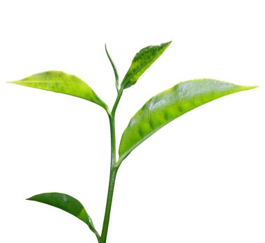 Tea leaf clipart