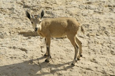 Ölü Deniz alanı çöl dağ keçisi