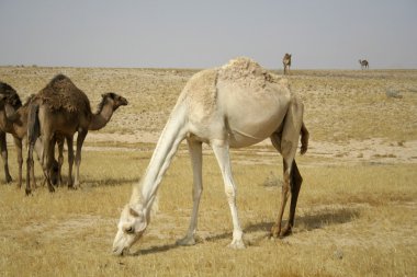 deve sede boker Desert, Israel