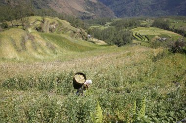 Female farmer carry rice load on back in field, nepal clipart