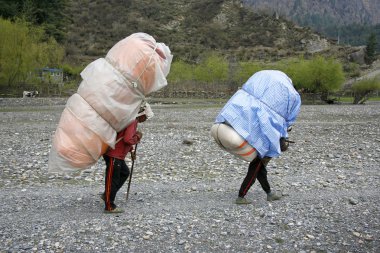Porters carrying heavy loads on their back, annapurna, nepal clipart
