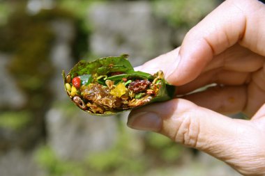 Indian paan on display, kerala, india clipart