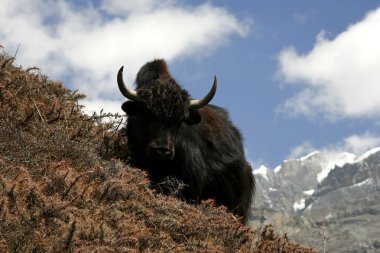 Nepal Himalayalar, annapurna, vahşi yak