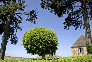 Box-tree bush shaped in a sphere, marqueyssac, france clipart
