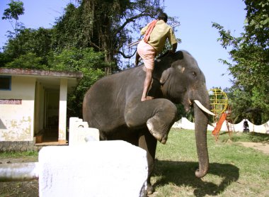 fil, kerala, Hindistan tırmanma eğitmen