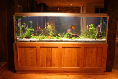 Fish tank at night in beautiful house clipart