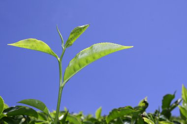Çay yaprağı, plantation munnar, kerala, Hindistan