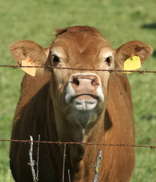 Mucca marrone dietro la recinzione di filo spinato arrugginito — Foto Stock
