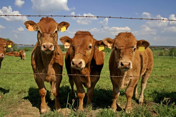 Manada de vacas curiosas — Foto de Stock