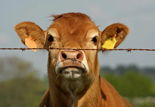 Brown cow looking curious through fence
