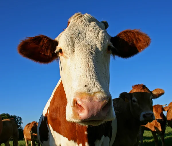 Buffo mucca dalle orecchie — Foto Stock