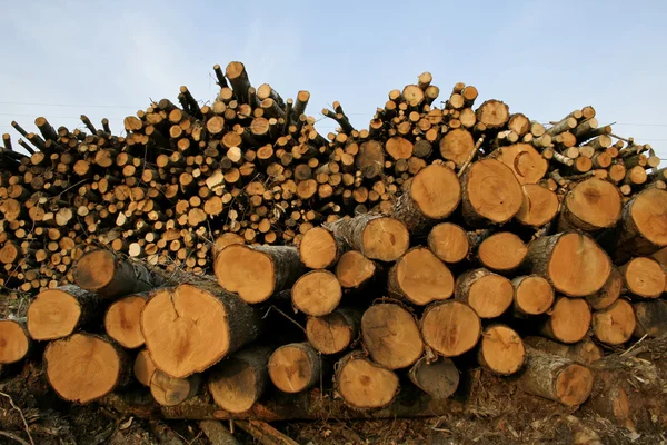 Logs de madeira no fundo do céu azul — Fotografia de Stock