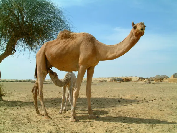 Bebê camelo alimentando-se de mãe camelo no deserto na Índia — Fotografia de Stock