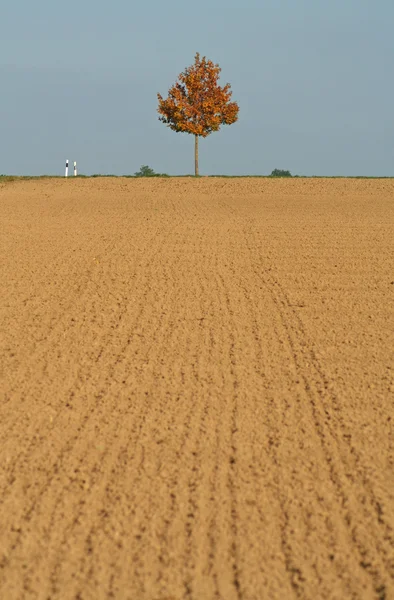 Albero solitario su campo marrone — Foto Stock