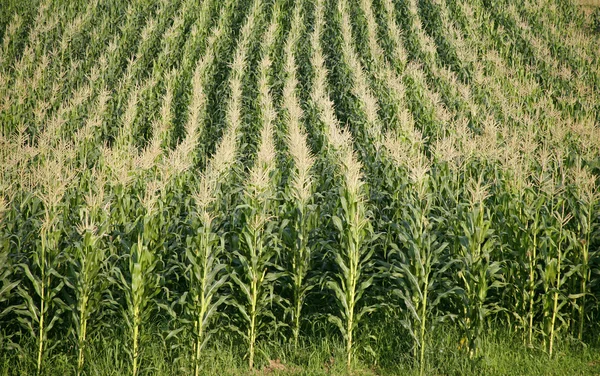 Лінії кукурудзи в зеленому полі — стокове фото