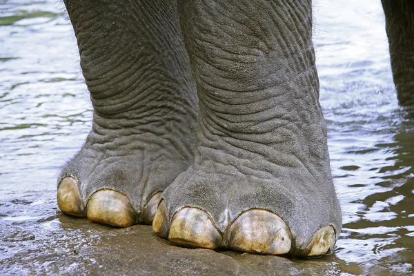 stock image Elephant coming out of river, south india