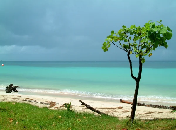 Дерево на пляже, Ко Тао, Таиланд — стоковое фото