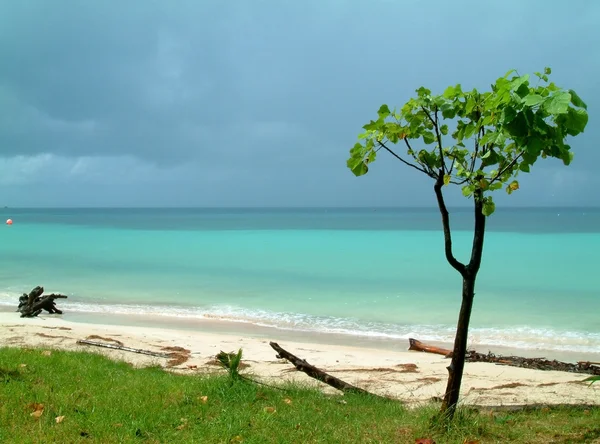 stock image Tree on beach, koh tao, thailand