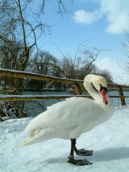 Swan gazing at ground — Stock Photo, Image