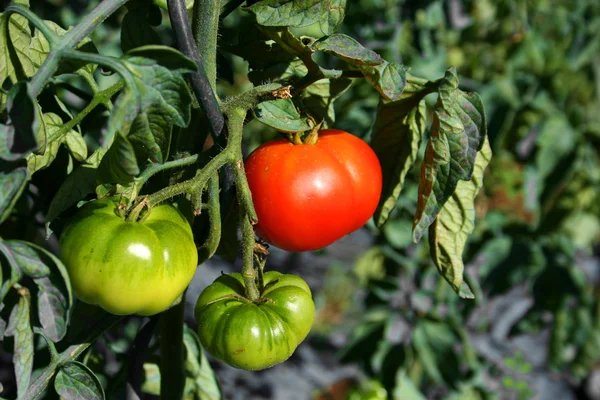 Trois tomates — Photo