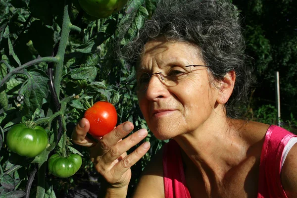 Пахне томатним — стокове фото