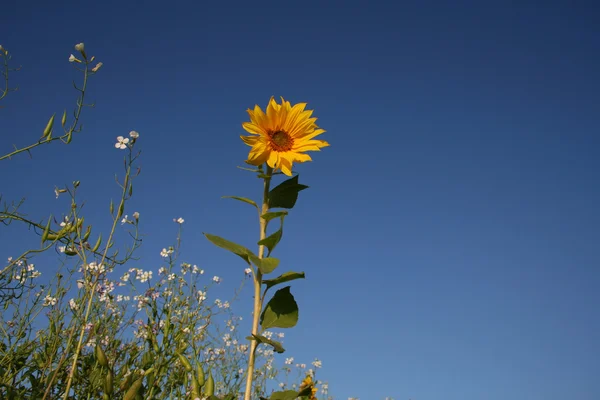 Висхідний соняшник над іншими білими квітами — стокове фото
