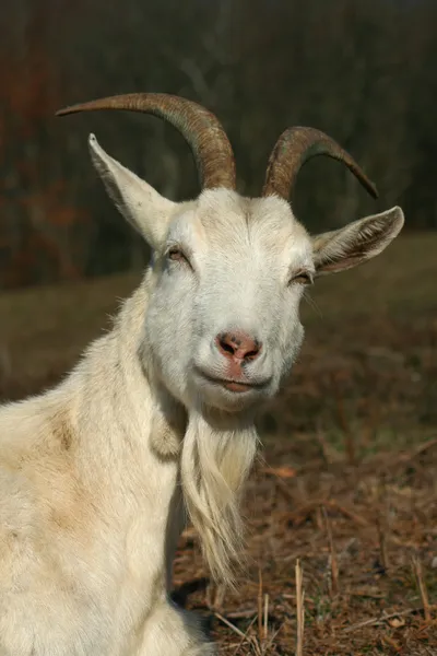 Una capra maschio dall'aspetto orgoglioso e curioso — Foto Stock