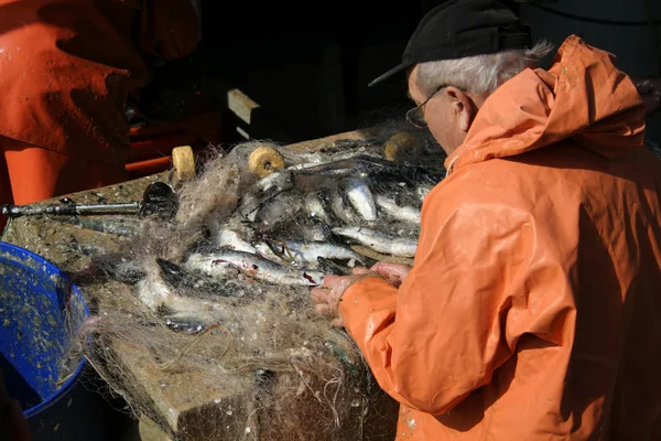Рыбак сортирует рыбу на лодке — стоковое фото