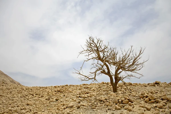Árbol desnudo en el paisaje desértico en la región del mar muerto —  Fotos de Stock