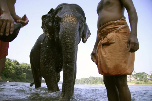 Olifant uit na bad, Zuid-india — Stockfoto