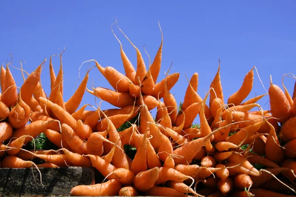 Esposizione della carota su cielo blu — Foto Stock